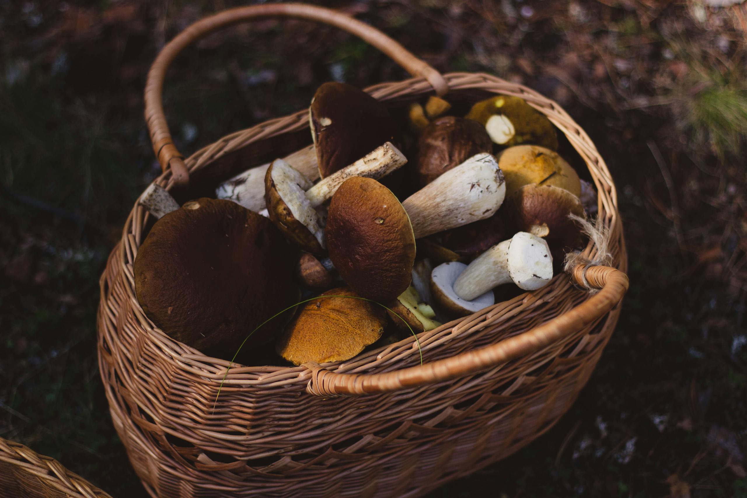 Bountiful basket filled with wild mushrooms collected from nature.