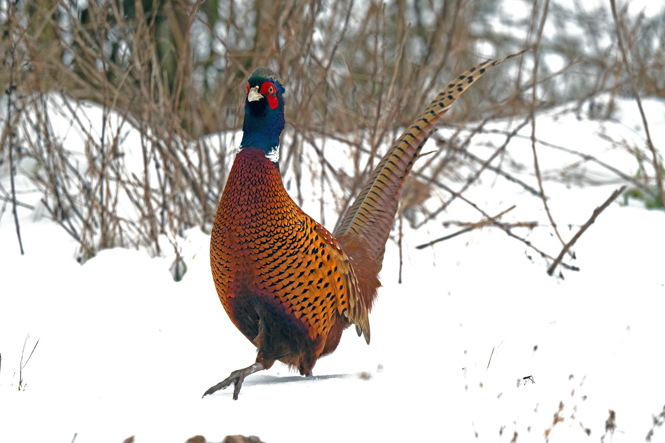 Ring-necked Pheasant Walking in the Snow