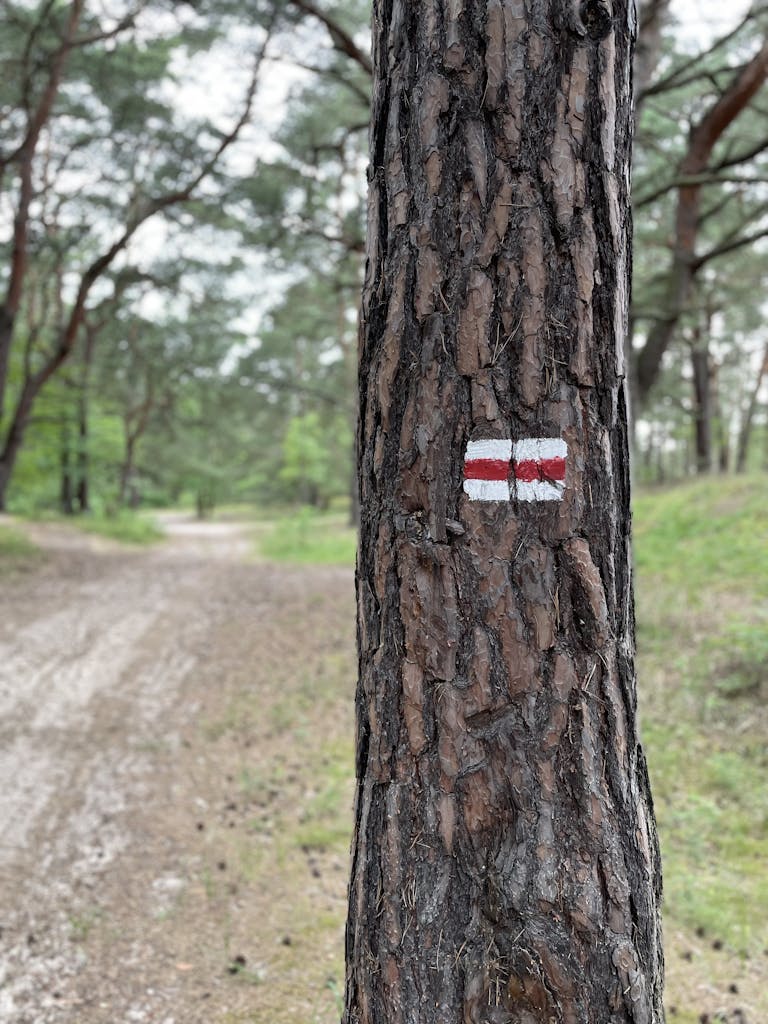 Close-up of a tree trunk with a trail mark, leading down a forest path.