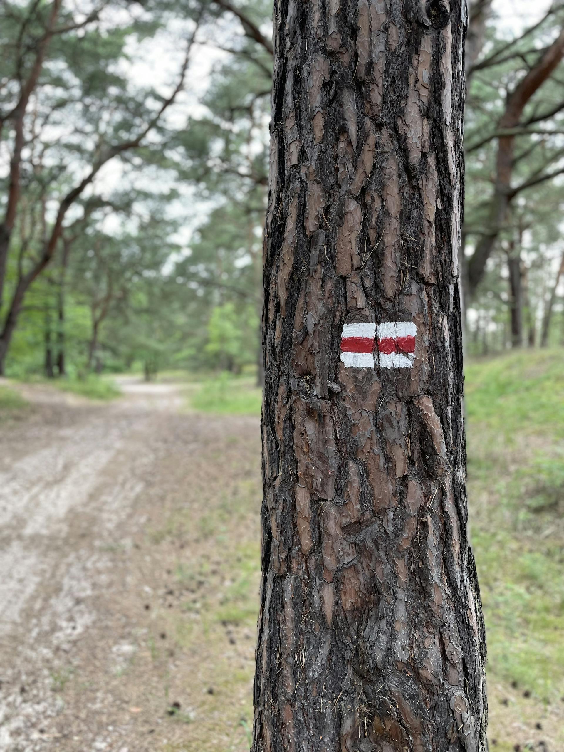 Close-up of a tree trunk with a trail mark, leading down a forest path.